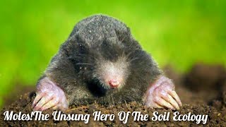 Moles: The Unsung Heroes of Soil Ecology