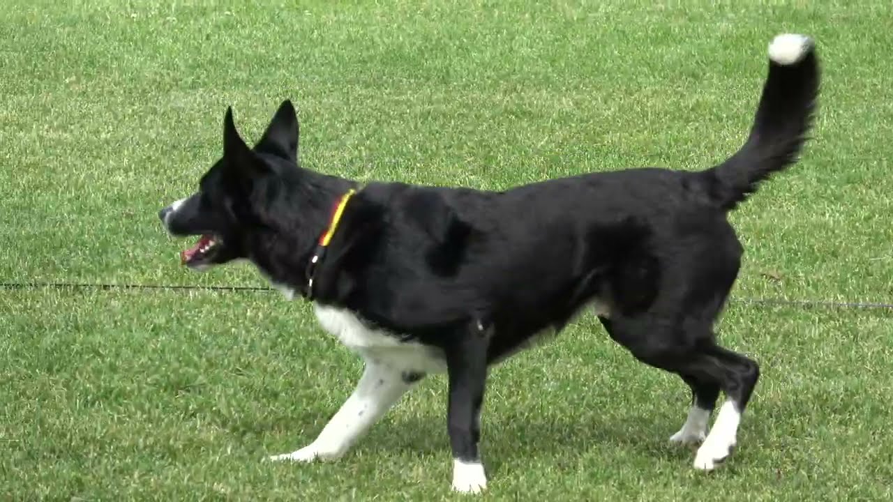 Shauna Wenzel and Miff WC Obedience 2025 Oslo Ring 1