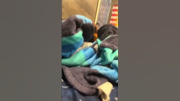 It’s my first ever loop. Yay.