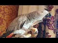 Говорящий попугай Рико