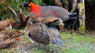 Satyr tragopan (Tragopan satyra) pheasants male performing \\