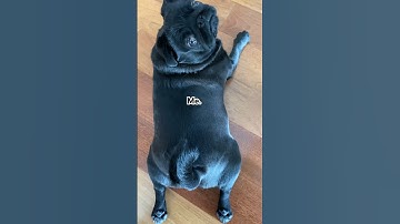 I’m a chonky black pug #blackpug #dog #pugobsession #cute #shorts #pug