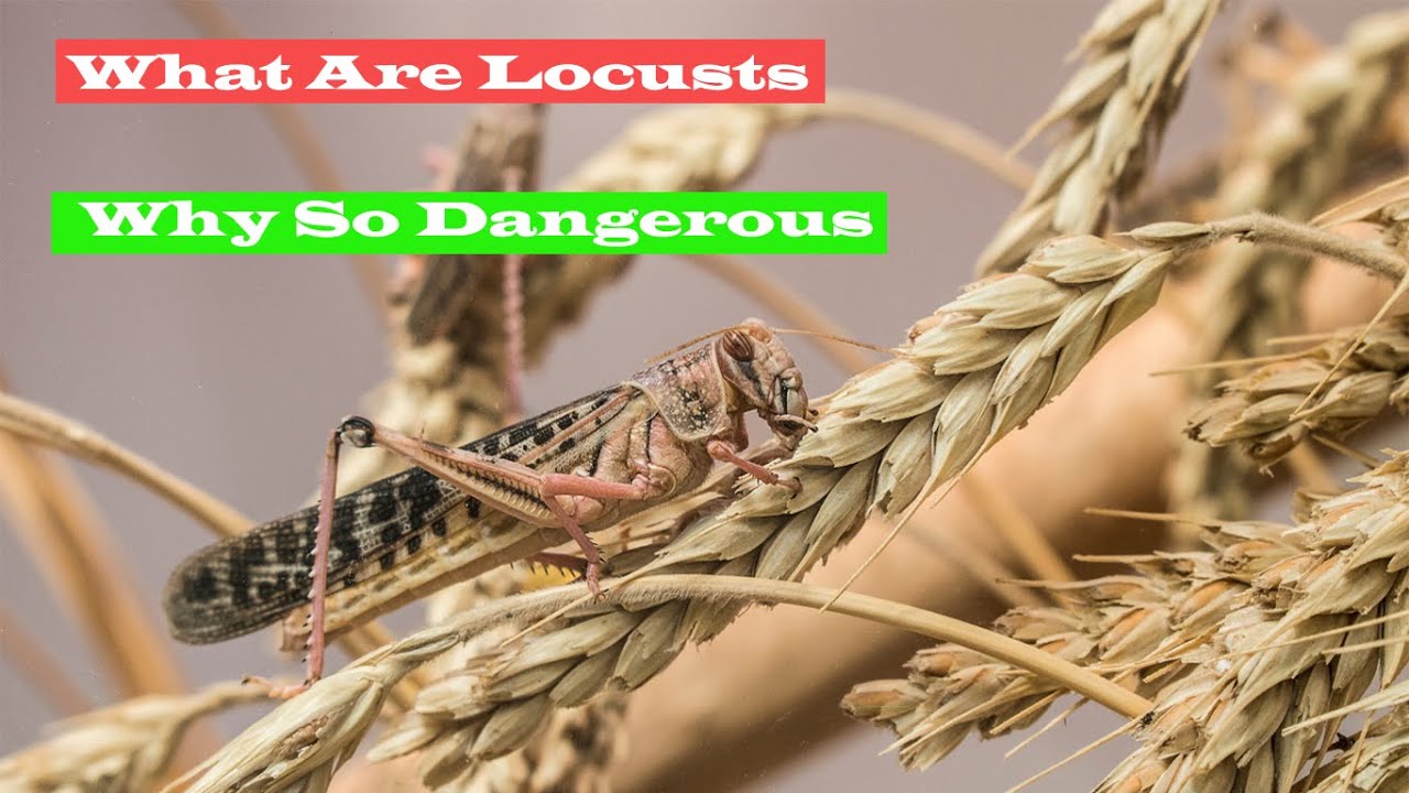 What Are Locusts And Why Are They Dangerous? YouTube