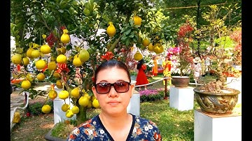 HỘI HOA XUÂN KỶ HỢI 2019 TẠI CÔNG VIÊN TAO ĐÀN: CÂY BƯỞI ĐỘC LẠ VỚI RẤT NHIỀU QUẢ CHÍN VÀNG