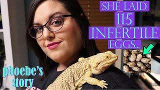 My Bearded Dragon Laid 115 INFERTILE EGGS... | Phoebe's Story