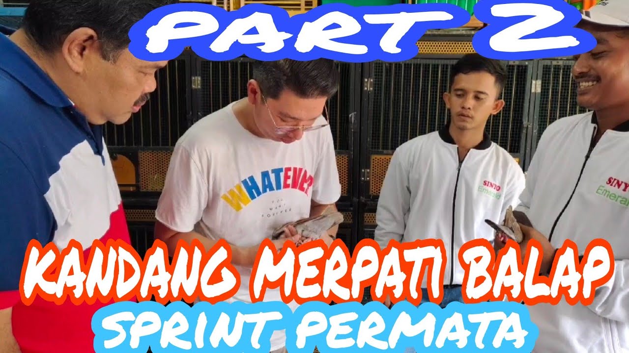 berkunjung ke kandang MERPATI BALAP SPRINT PLAYER team