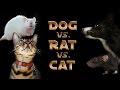 Dog vs rat vs cat a trick contest