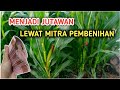 Jagung pembenihan ; Potensi omset menggiurkan.