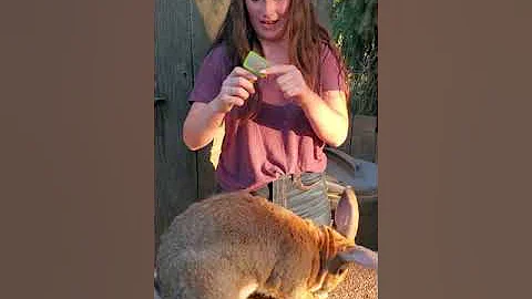 LFTSP-Care and Showing Your Flemish Giant with Marybelle Buck @ the 2020 Spokane County Virtual Fair