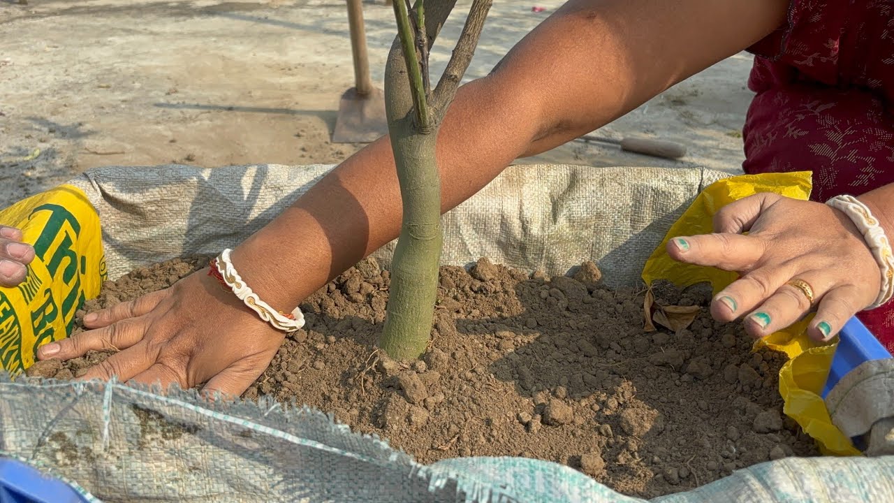 ছাদবাগানের গাছের পরিচর্যা গাছের রিপ্লটিং