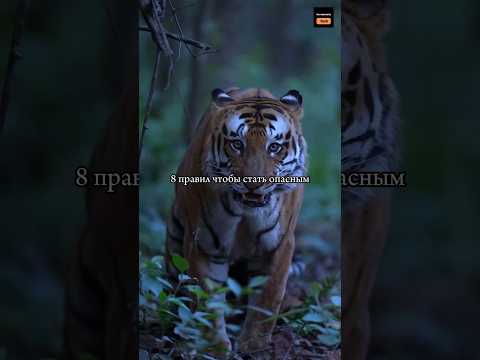 8 правил, чтобы стать опасным‼️