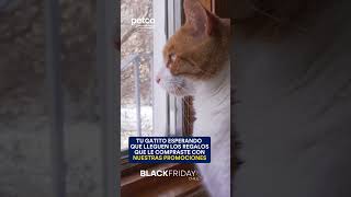 Black Petco con hasta 30% dcto. ¡Solo hasta mañana! 😻 #PetcoChile #BlackFriday #Mascotas