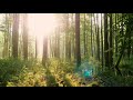 Deep magical forest sounds in 4k