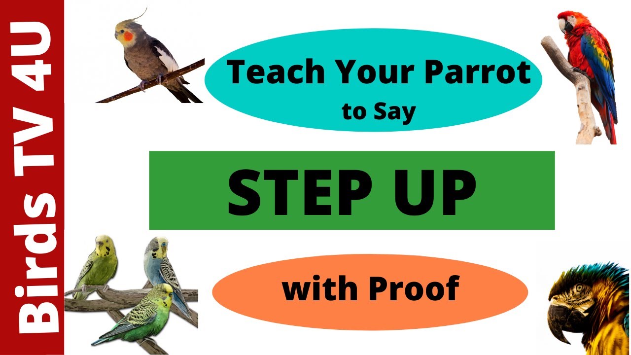 how-to-teach-your-parrot-to-say-step-up-train-your-parrot-to-talk