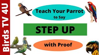How to Teach Your Parrot to Say Step Up [Train Your Parrot to Talk] Parrot Training