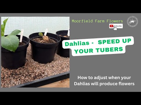 Dahlias SPEED UP