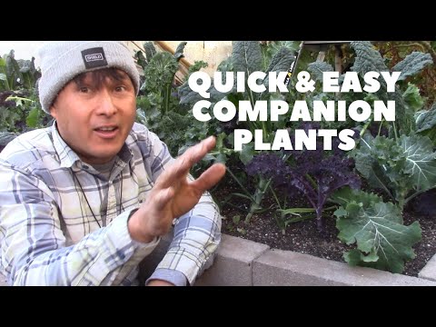 Video: Plante care cresc bine cu țelină - Plante însoțitoare potrivite pentru țelină