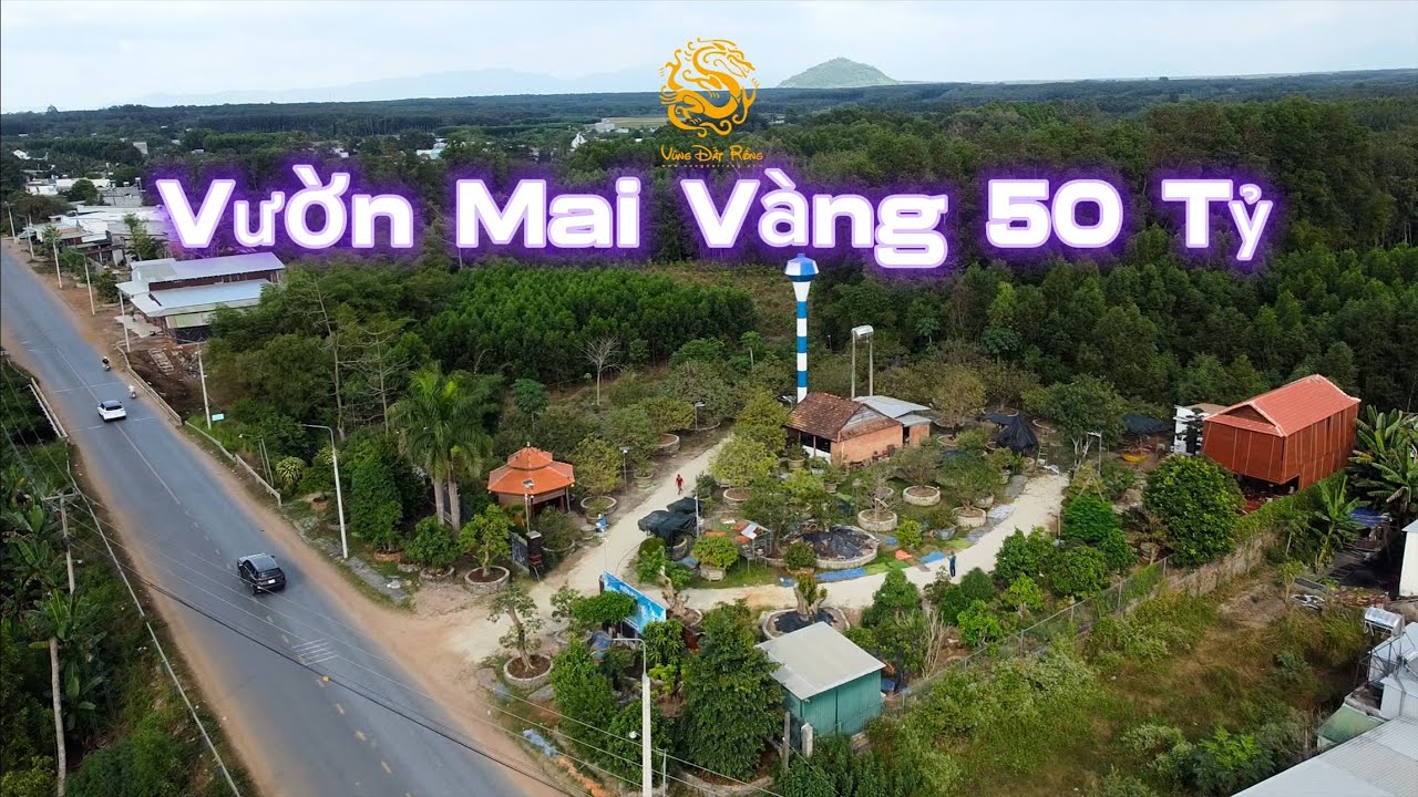 Vườn Mai Vàng được đầu tư hơn 50 Tỷ ở Đức Linh Bình Thuận|Vùng Đất Rồng 