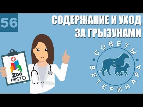 Содержание и уход за грызунами | Подбор клетки для грызунов | Питание грызунов | Советы Ветеринара