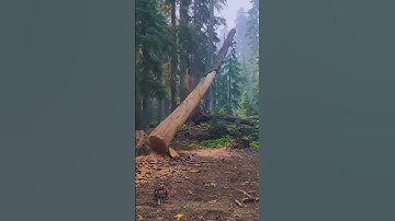 tree-felling🌲🤯#satisfying #asmr #cuttingtrees #tree #oddlysatisfying #treework #giant #fyp