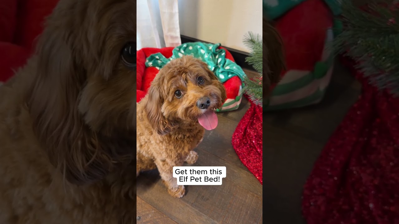 Elf Pet Bed | Kmart Australia 