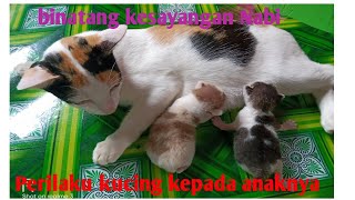 KASIH SAYANG INDUK KUCING KEPADA ANAK-ANAKNYA //KUCING LUCU //ANAK KUCING YANG BARU LAHIR