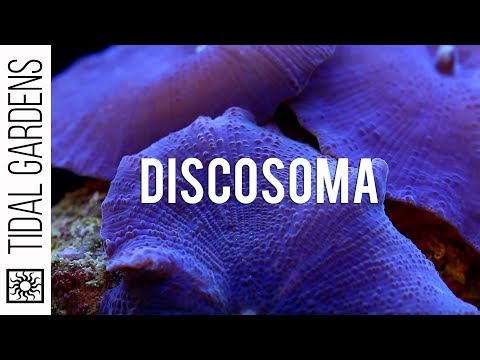 Discosoma Mushrooms