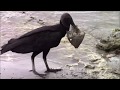 Black Vulture Eating Fish in Costa Rica