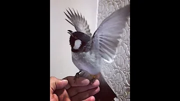 بلبل العندليب من حلال بوعقيله السيهاتي 