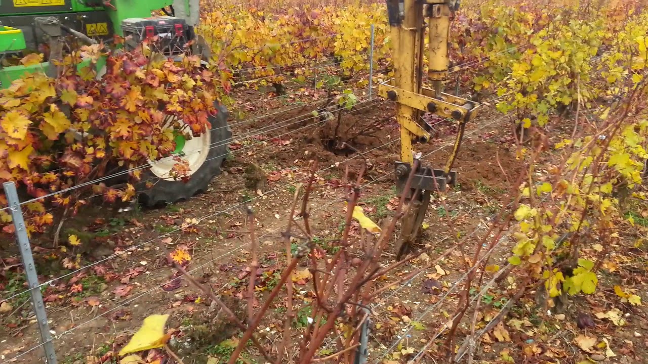 arrachage de pied de vigne - YouTube