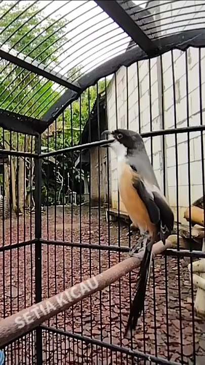 Cendet gacor ngeroll isian sogon