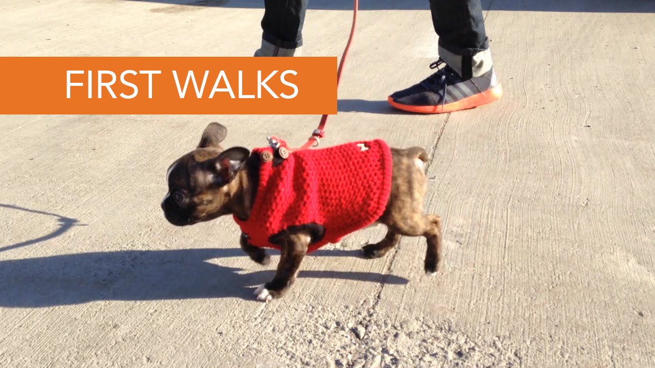 Basil the French Bulldog Puppy Goes on his First Walks YouTube