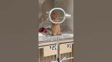 Little Kitten Waiting To Be Adopted 🥺