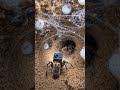 Desert Spider POV: Tiny Camera Reveals a Massive Hidden Underground Colony #shorts