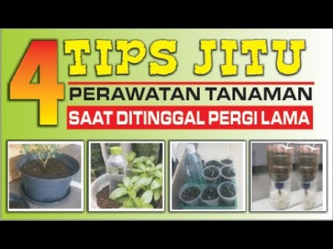 Video: Cara Menjaga Tanaman Hias Tetap Hidup Saat Anda Bepergian