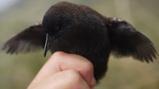 World's Smallest Flightless Bird - Inaccessible Island rail