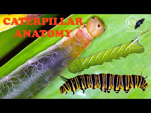 COMPLETE CATERPILLAR ANATOMY   SEE IT ALL