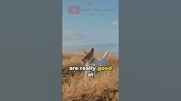 Thumbnail of Can Dogs See Color?  The Truth About Canine Vision Revealed! #animalfacts #amazingfacts #facts