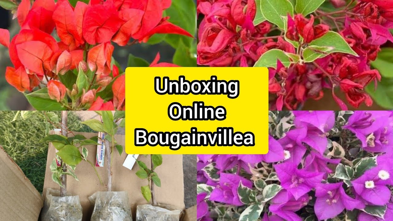 🔴 Unboxing Online Purchased Cheapest Thai Bougainvillea Plants With Online shopping Tips