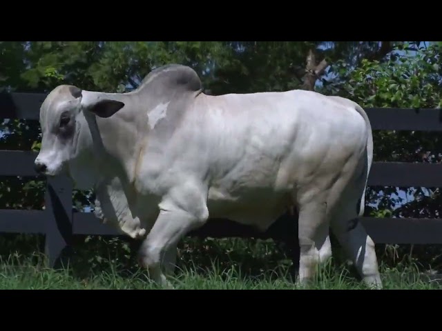 LOTE 016 - LAJA 950 - LEILÃO VIRTUAL FAZENDA NOVA GENÉTICA 2024