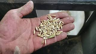 Farm built seed cleaning plant. Pt. 2. Plant operating in oats