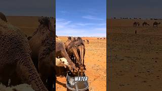 The Hidden Danger of Water in the Desert For Camel🐫😱#shorts #shortsfeed #facts #camel #desert #water