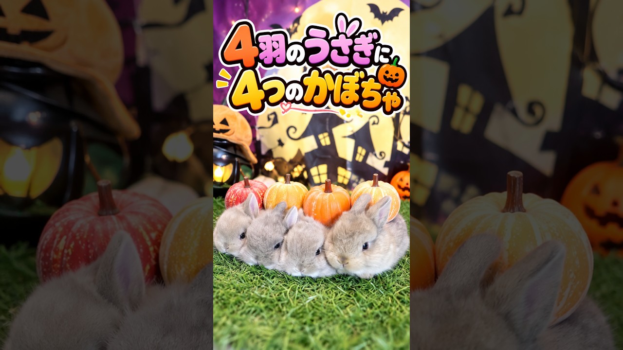 カボチャ4つにうさぎさん4羽!? 可愛さが大渋滞🐇🎃 - YouTube