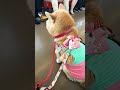 柴犬介助犬るな電車移動【介助犬と桃にゃん】　#柴犬介助犬 #介助犬るな #介助犬と桃にゃん #介助犬 #shiba #dog #cutedog