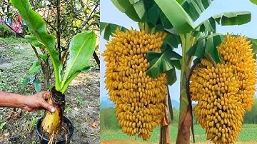 Synthesize successful banana breeding by many methods 🍌🍌 How to grow banana tree
