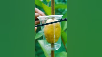 Grow Guava Tree FAST with These Pro Tips #guava #fruittree #gardening