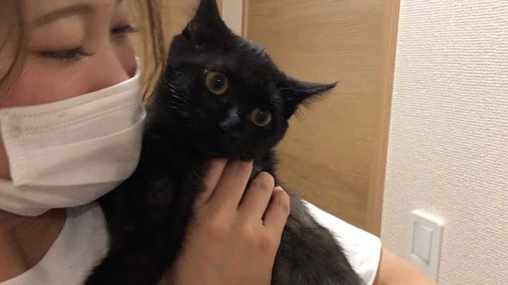 ついに子猫達と感動の再会…!!一番最後にしれっと重大発表