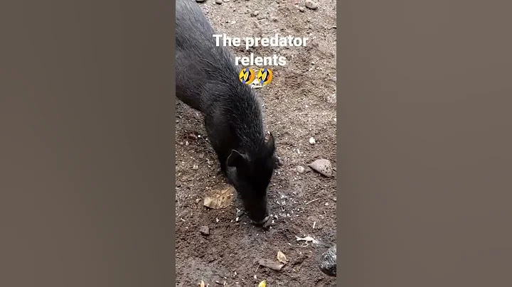 komodo succumb to wild boar#komodo #predator #animals #shorts #beautiful #wildlife