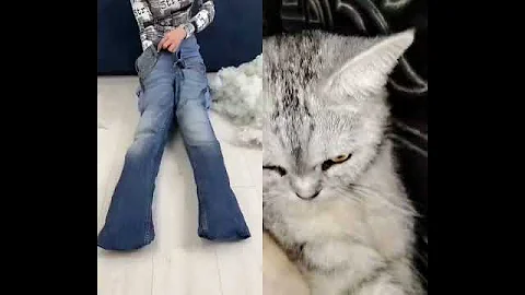 Watch the video about #cat #cute #kitten #funny #cats #prettycat #catvideos #asia #dhaka #bangladesh #britishshorthair