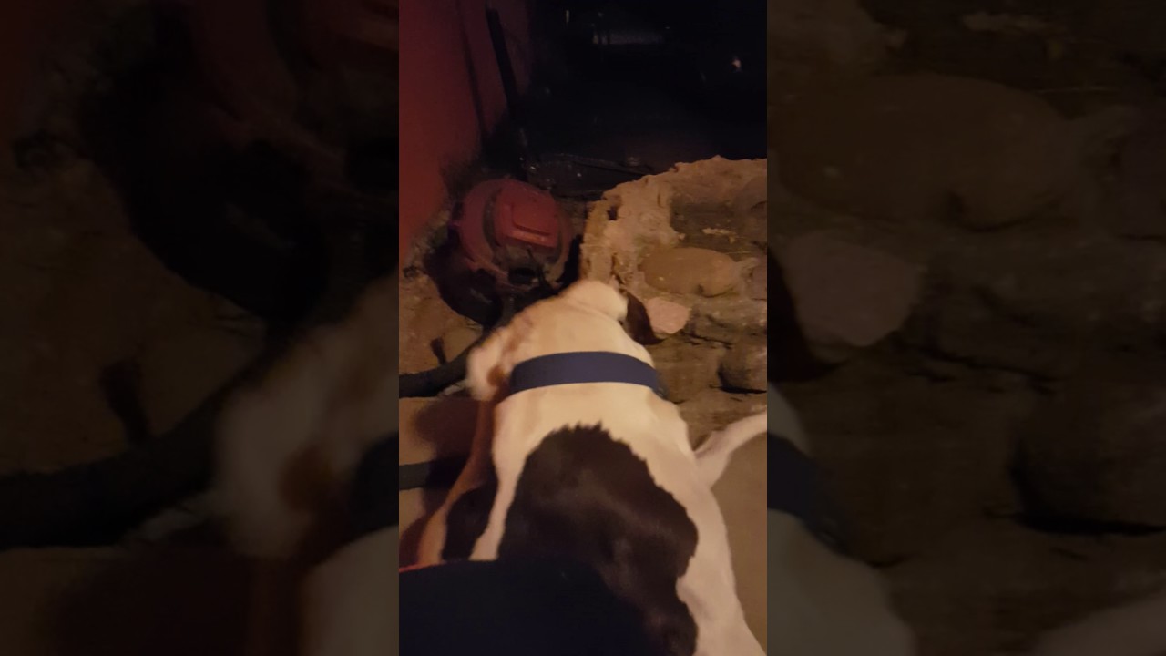 Dog busted a nut on me YouTube
